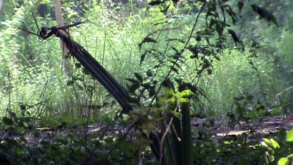 Woodpecker making nest in trees part-1