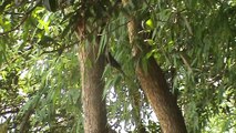 koyal bird singing Indian black cuckoo bird amazing sound