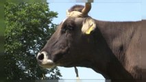 Bulgarie : la vache fugueuse, menacée de mort par l'Union européenne