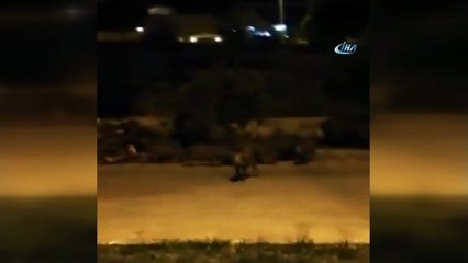 Bodrum’da domuz alarmı