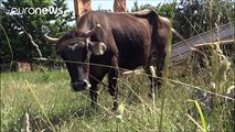 Bulgarie : la vache fugueuse, menacée de mort par l'Union européenne