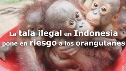 Un santuario de orangutanes amenazado por la tala ilegal en Indonesia
