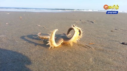 நட்சத்திர மீன் - Starfish Walking on the Beach