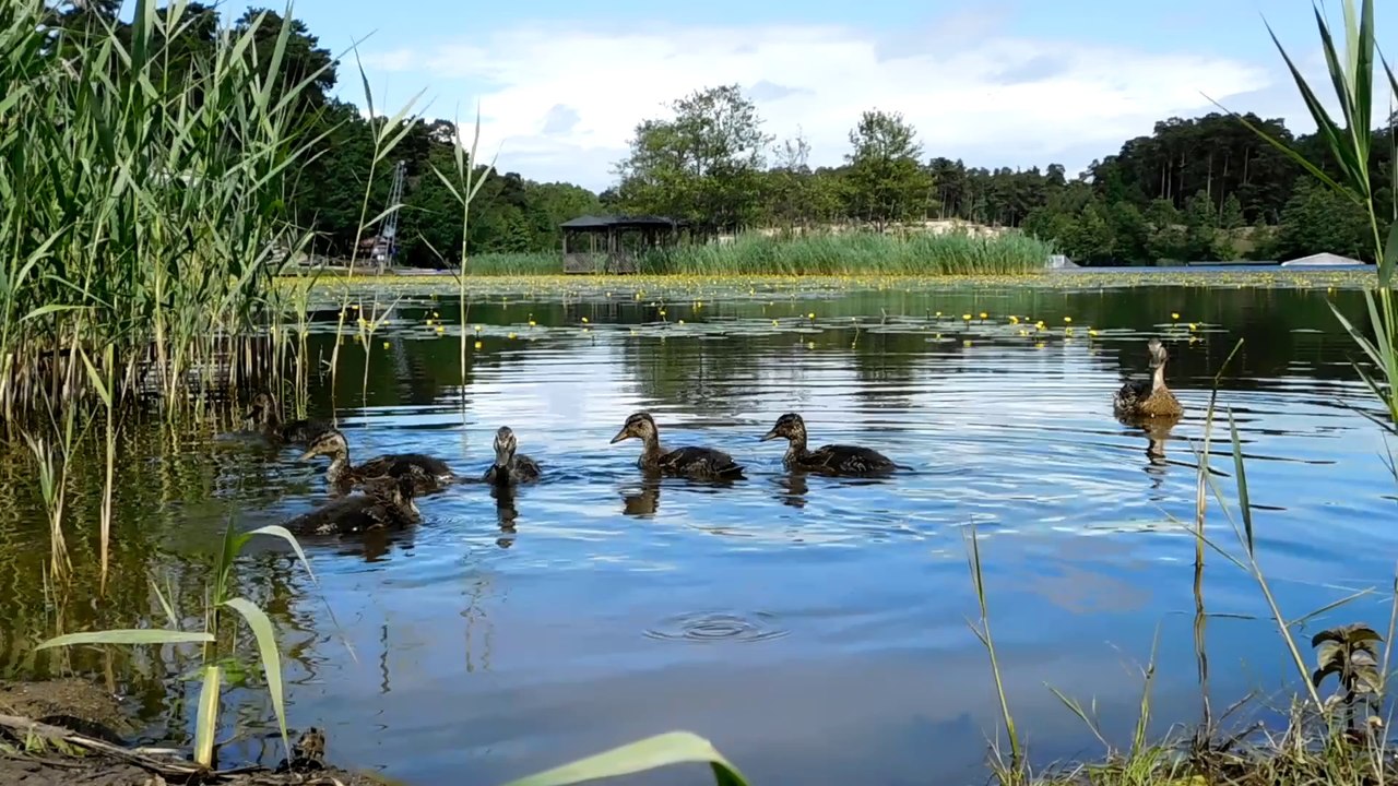 Утка с утятами на Беберлини (2)