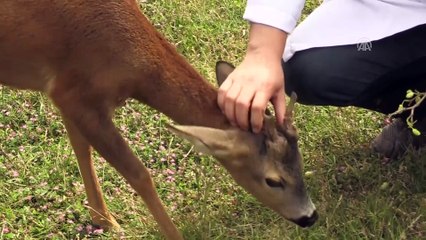 Annesiz yavru karacalara devlet şefkati - ORDU