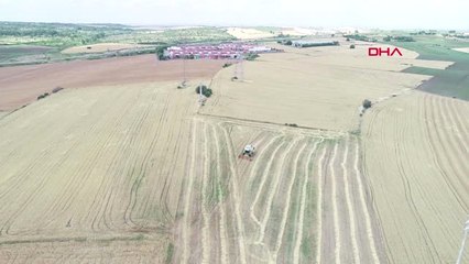 Edirne Buğdayı 'Kök Hastalığı' Vurdu, Yüzde 50 Kayıp Bekleniyor
