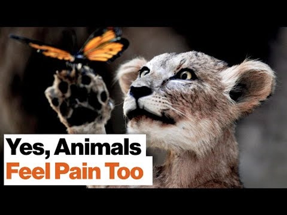 Richard Dawkins: No Civilized Person Accepts Slavery, So Why Do We Accept Animal Cruelty?