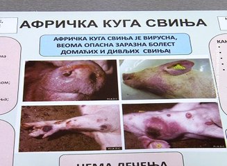 Afrička kuga svinja preti i našoj zemlji, 6.jun 2018. (RTV Bor)