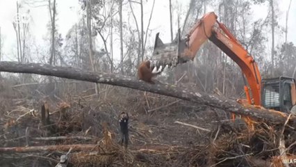 Orangutan buldozere meydan okudu