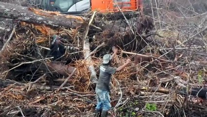 Footage just released shows impact of logging on orangutans