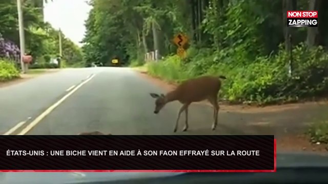 États-Unis : Une biche vient en aide à son faon effrayé sur la route (Vidéo)