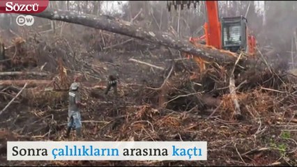 Orangutan ormanları yok eden buldozere savaş açtı