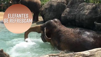 Elefantes se refrescam na piscina