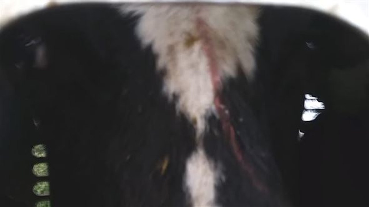 Tierquälerei zum Abendessen: Heimliche Aufnahmen von Tiertransport