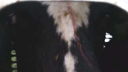 Tierquälerei zum Abendessen: Heimliche Aufnahmen von Tiertransport