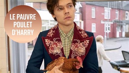 Harry Styles abandonne un poulet dans une publicité Gucci