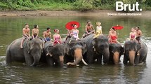 Thaïlande : des initiatives pour protéger les éléphants