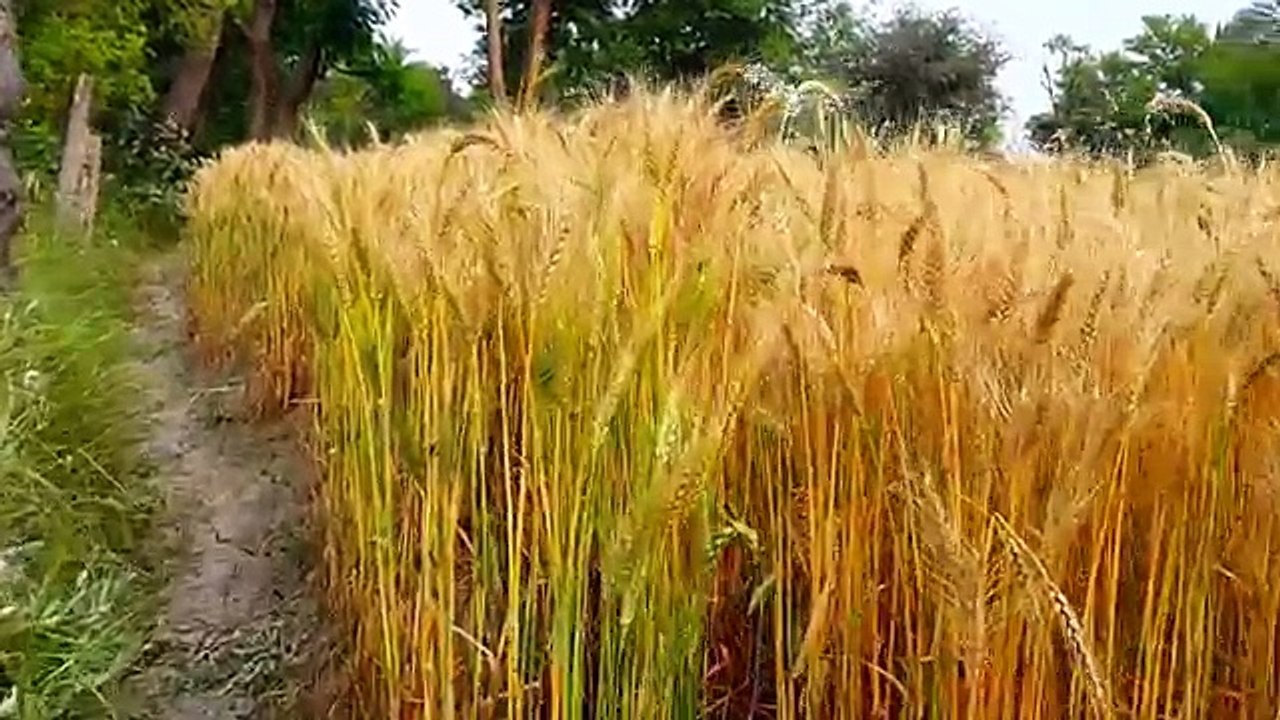 My Punjab Village Simple Life In Pakistan