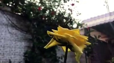 عِش حياتك غني النفس مبتسمآ حتى إن انقطع خير الناس من حولك فخير الله لا ينقطعصباح الخير 