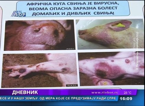 Dnevnik, 6.jun 2018. (RTV Bor)