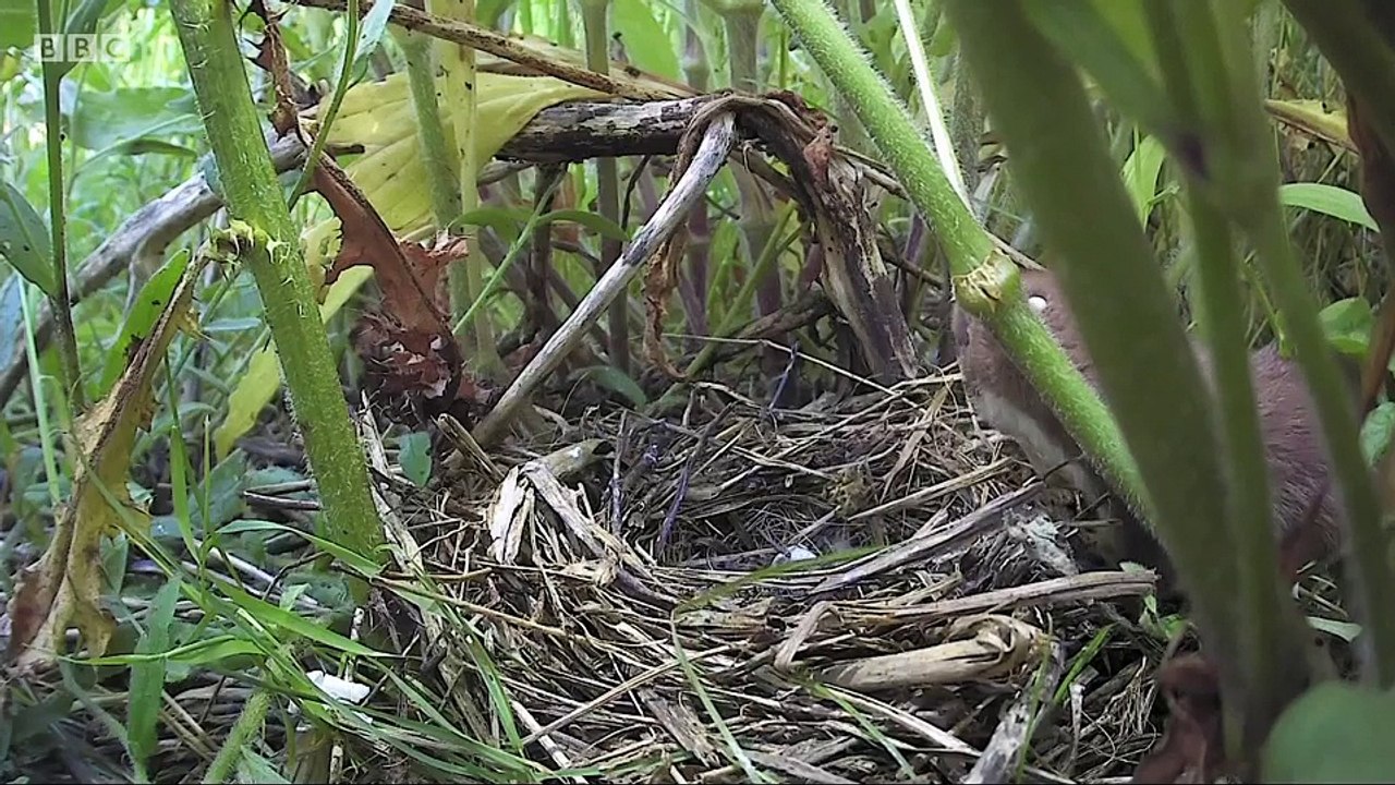 Springwatch episode 6 2018