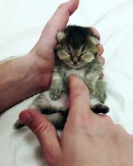 baby born cat so cute 2020