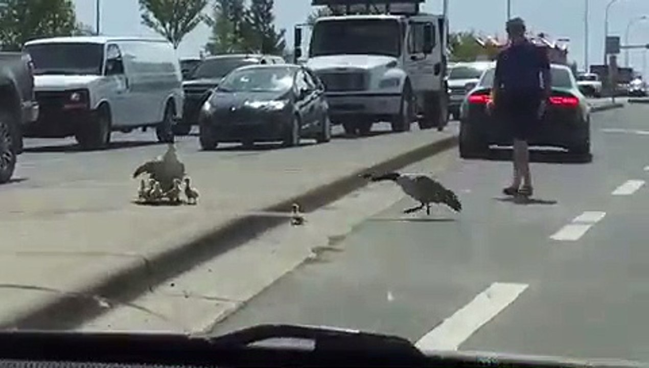 Quand tu veux aider un bébé oie à monter sur le trottoir mais que la maman se retourne contre toi