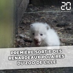 Première sortie des renardeaux polaires du zoo de Lille
