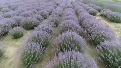 Lavanta Yağının Litresi 100 Avrodan Satılıyor