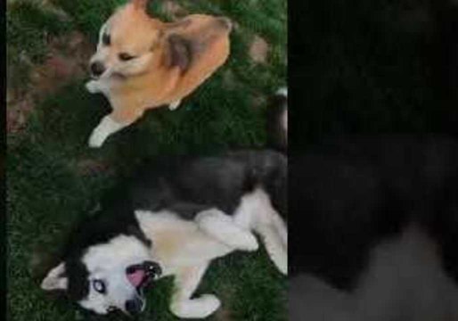 Corgi 'Viciously' Tackles Husky to the Ground