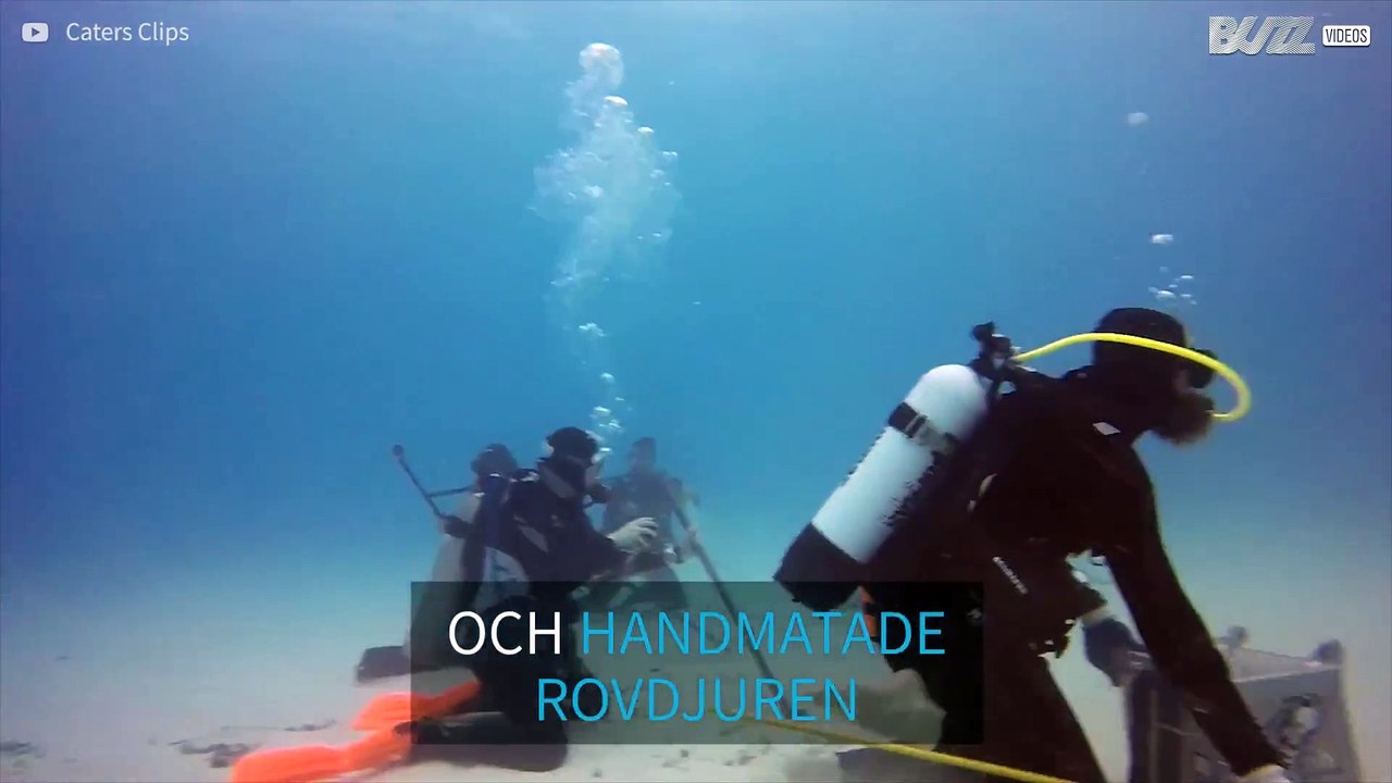 Orädd dykare handmatar en hammarhaj