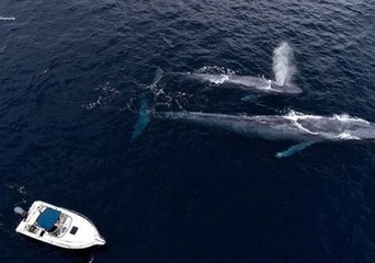 Drone Films Blue Whale Mom and Calf Playing with Bottlenose Dolphin