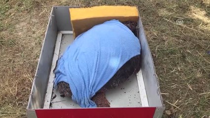 Caretta Caretta "Özgür"Lüğüne Kavuştu