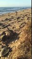 Ces milliers de tortues pondent en même temps sur une plage !