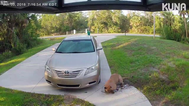 Laisse pas traîner ton chat... il se fait bouffer par un puma devant chez lui !
