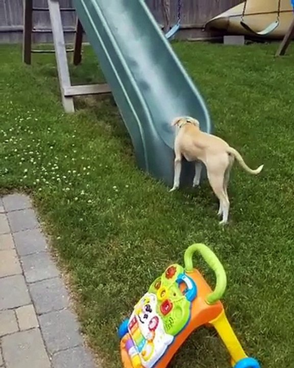 Ce chien tente le toboggan à l'envers... on a tous essayé !