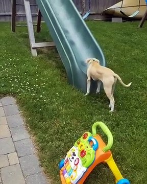Ce chien tente le toboggan à l'envers... on a tous essayé !