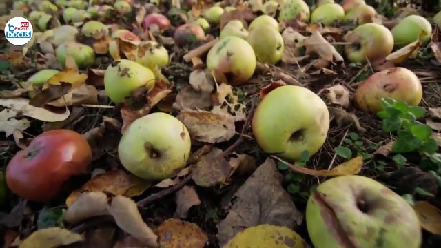 Une fabuleuse histoire des insectes Film documentaire nature animaux HD