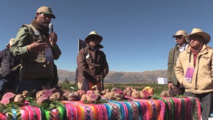 Las papas de colores, las desconocidas armas del Perú contra la desnutrición y el cáncer