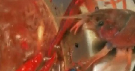 Çorba Olacaktı! Tencereden Çıkmaya Çalışan Kerevit Sıkışan Kolunu Koparıp Kaçtı