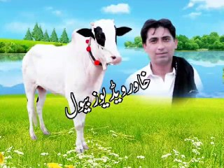 Dandan ny tamashy 03215427206