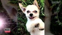 Mulher encontra cão em banheiro do aeroporto