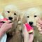 Best Of Cute Golden Retriever Puppies Compilation