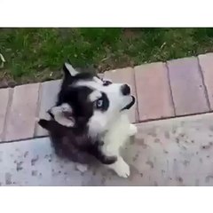 Cute Husky Puppies First Time Howling And Barking