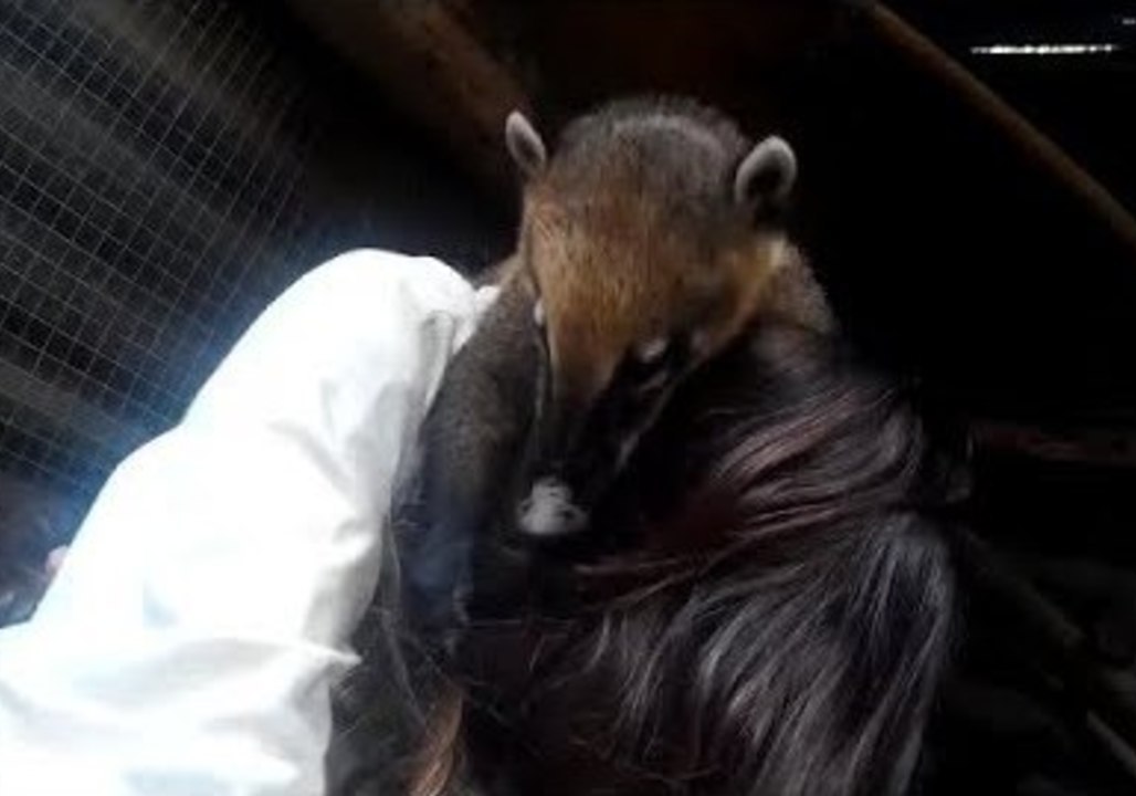 Mischievous Coatis Treat Biologist as Play-Thing