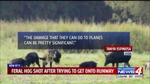 Officials Fatally Shoot Wild Hog Trying to Get onto Runway at Oklahoma Airport