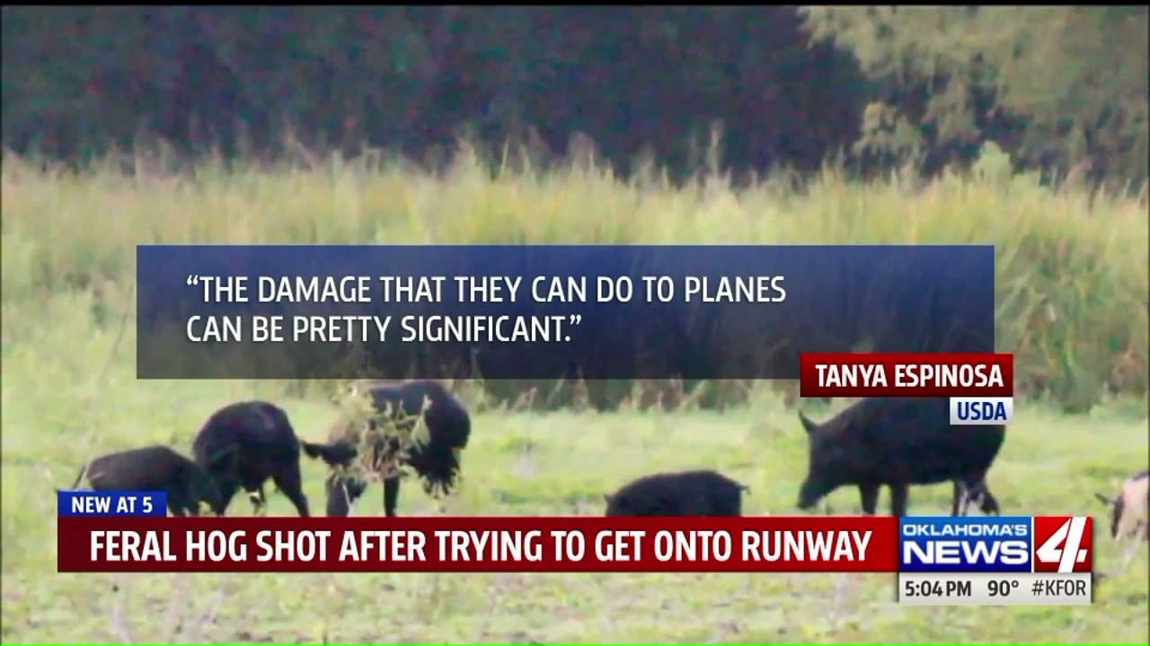 Officials Fatally Shoot Wild Hog Trying to Get onto Runway at Oklahoma Airport