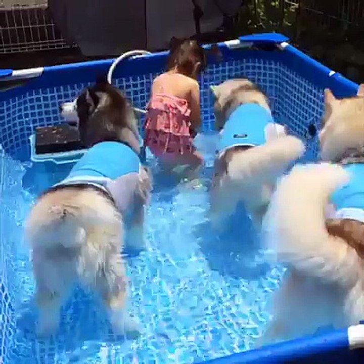 Husky tiệc bể bơi 3Credit JukinVideo - Pet Store - Cửa hàng Thú Cưng