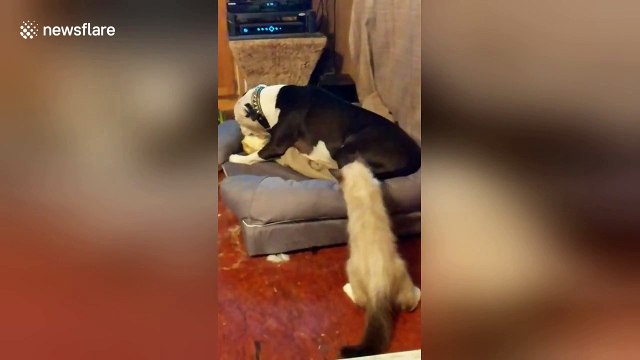 Kitten can't stop playing with dog's wagging tail