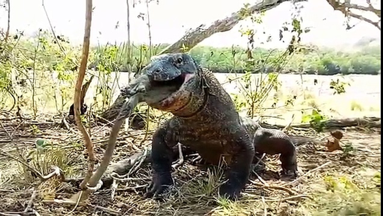 Komodo Dragon eating monkey. Fb_ Melink Rinca - Vídeo Dailymotion